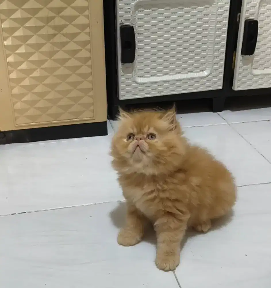 Kucing peaknose kitten