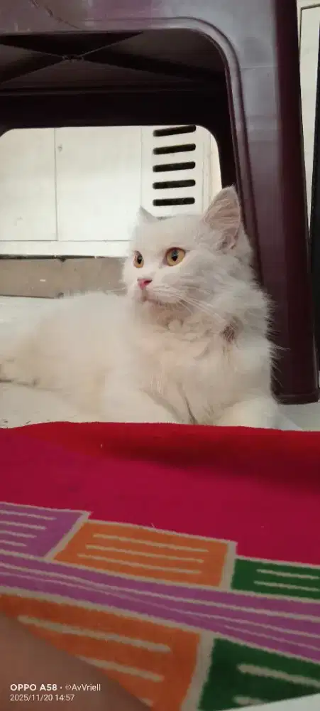 Kucing Persia putih betina