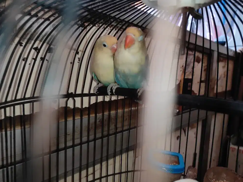 LOVEBIRD BALIBU PB PIED X PB VIOLET