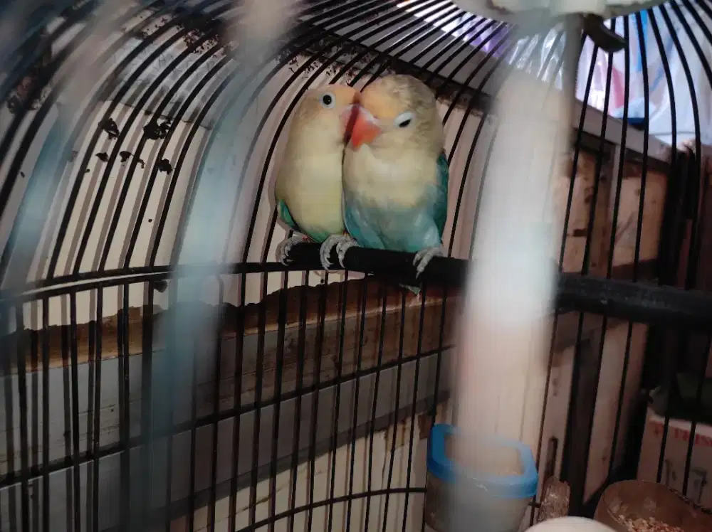 LOVEBIRD SIAPAN PB PIED X PB VIOLET