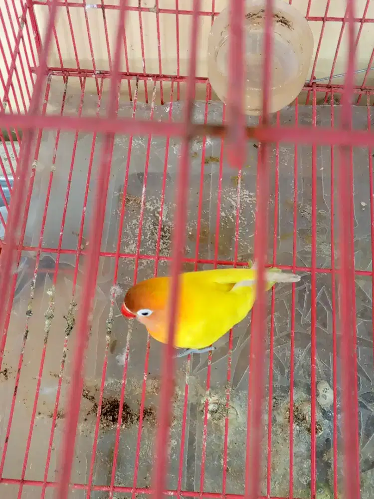 Lovebird Paskun jantan