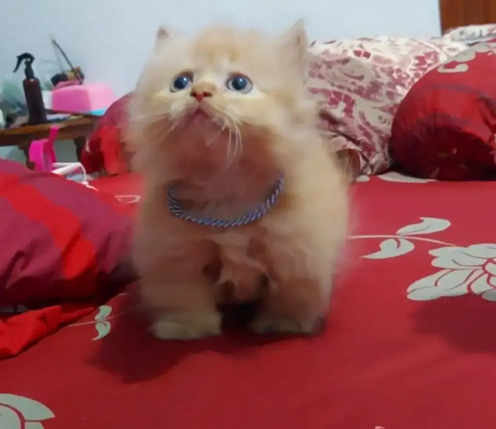 Munchkin Minuete Male Oyen Super Cebol