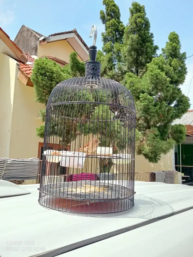 burung Flamboyan Gacorr