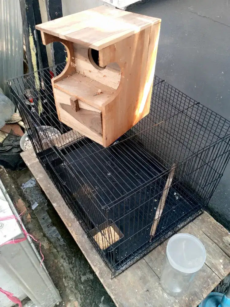 Kandang Lovebird atau kucing