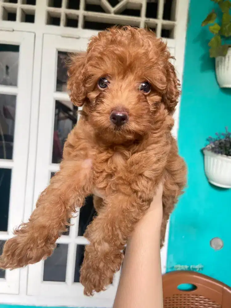 DOGY TOY POODLE