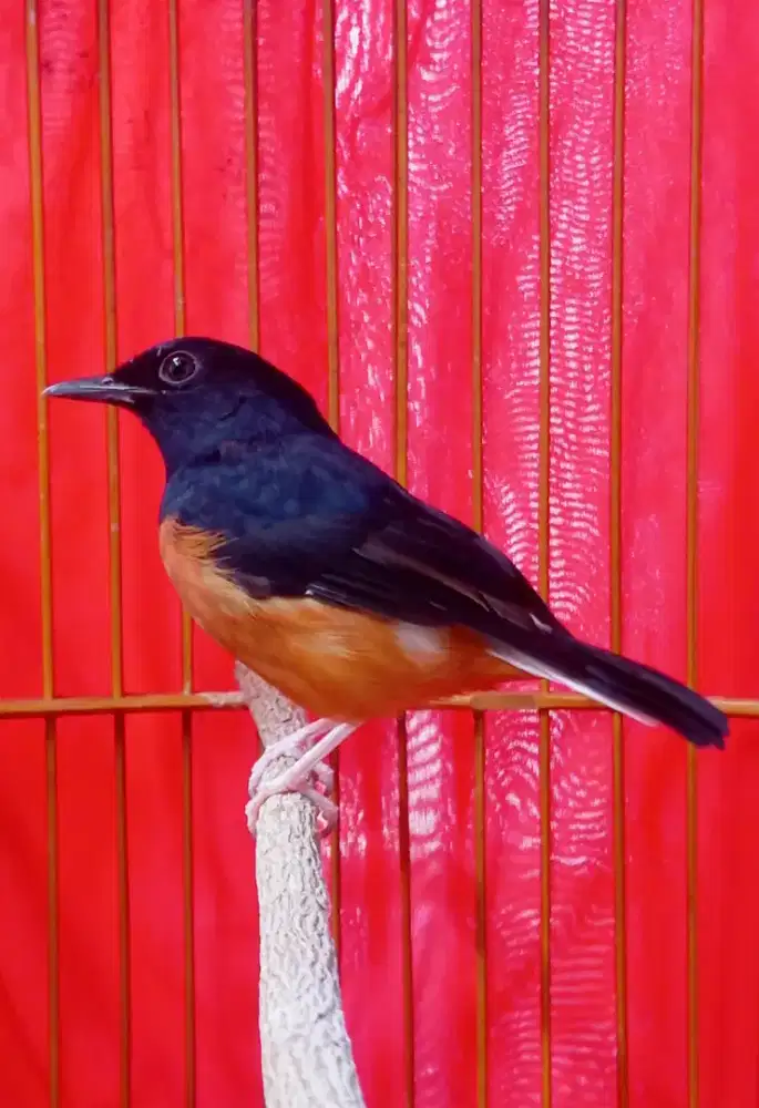 Burung murai pastol no gembung bodi gede calon ekor panjang