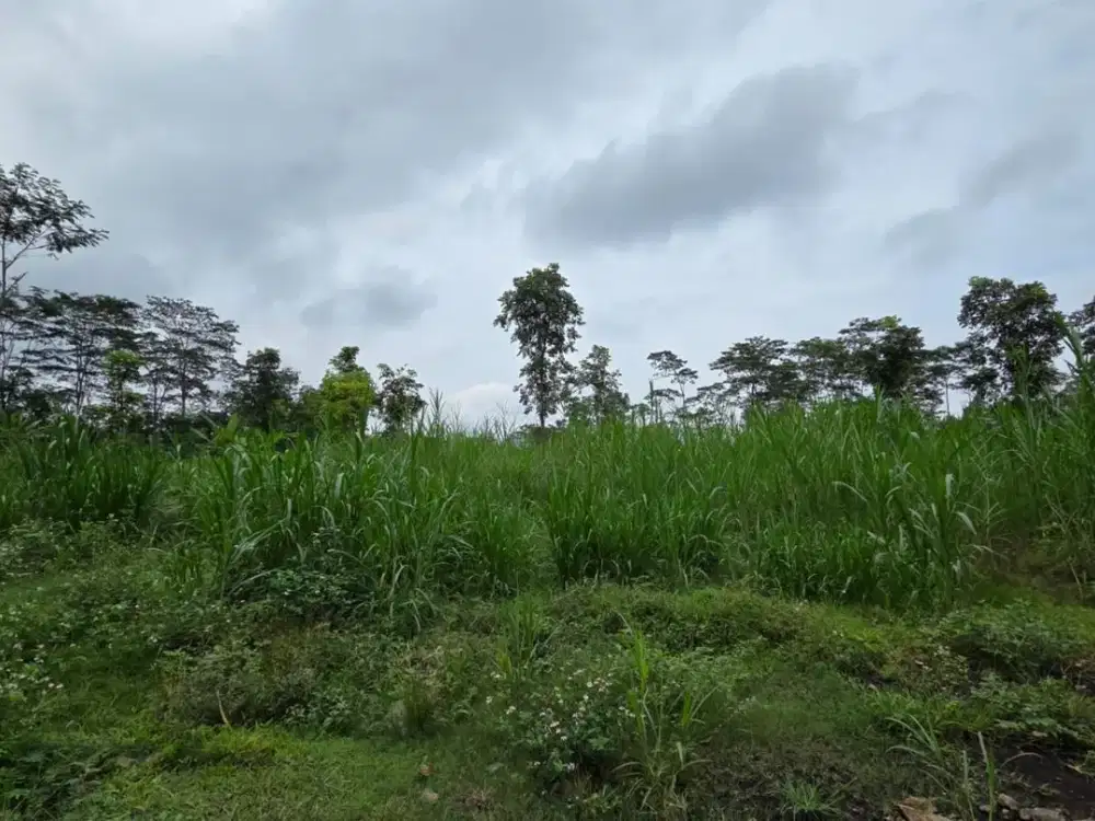 Tanah Jual  Zona Industri Harga Murah 1,5 HA di Tengaran Semarang