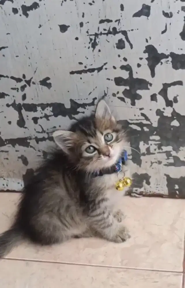 KUCING PERSIA BULU KAPAS