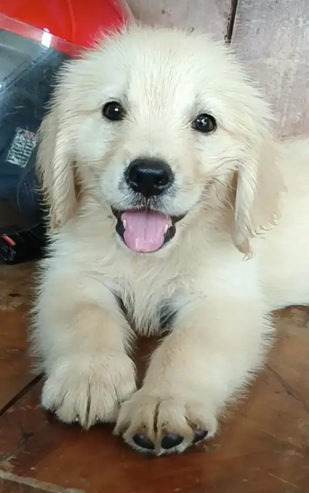 Golden retriever jantan cakep