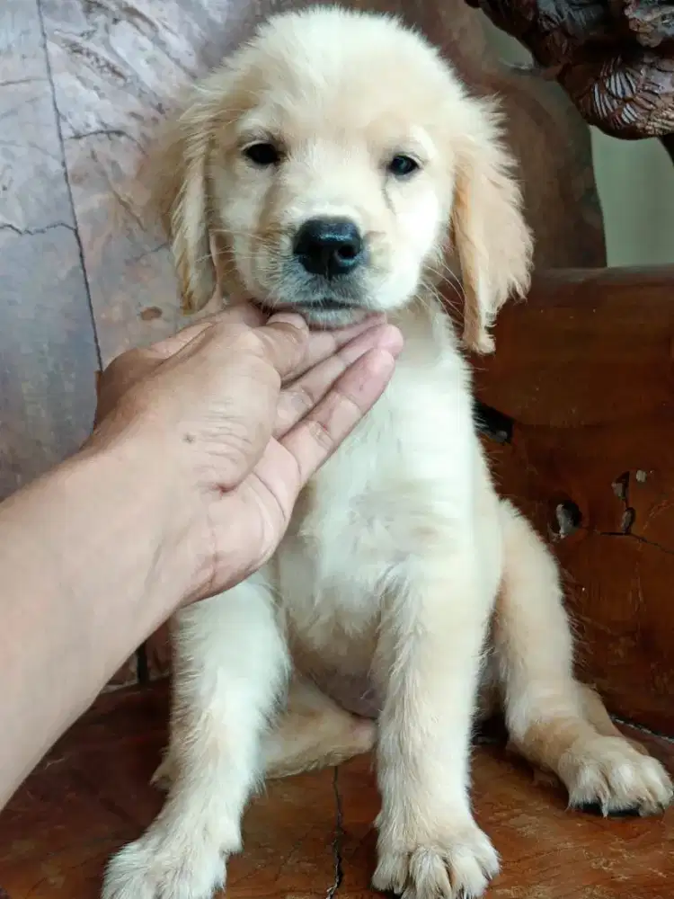 Golden retriever betina cantik
