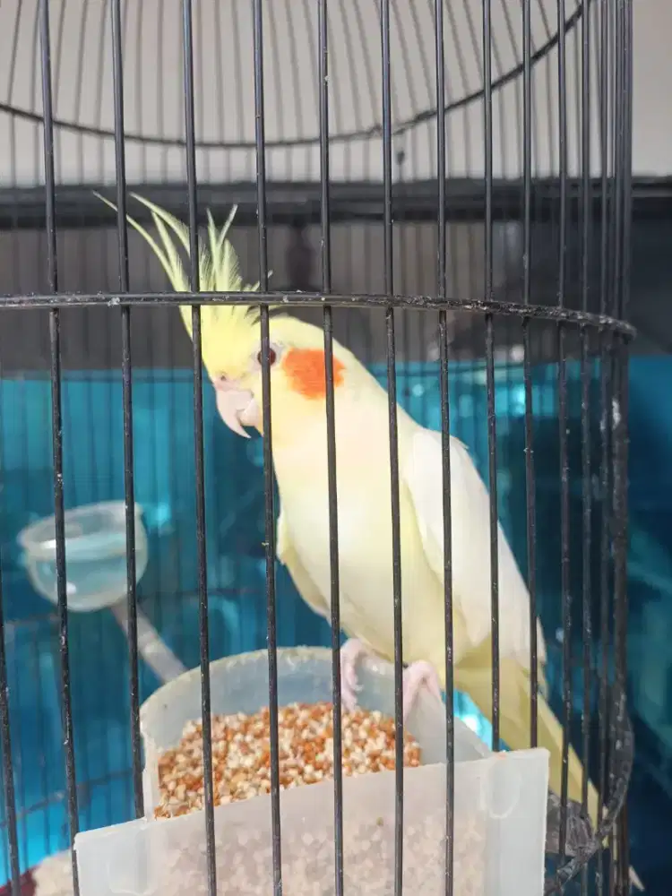 Parkit australia/falk