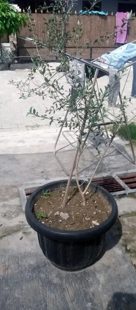 Pohon zaitun sehat dan tinggi