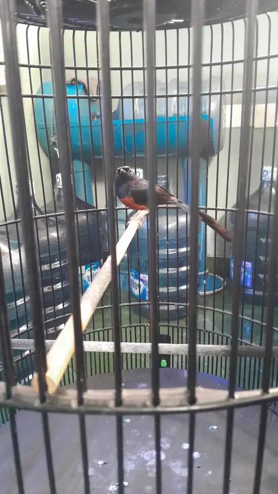 Murai medan prestasi ada 2.