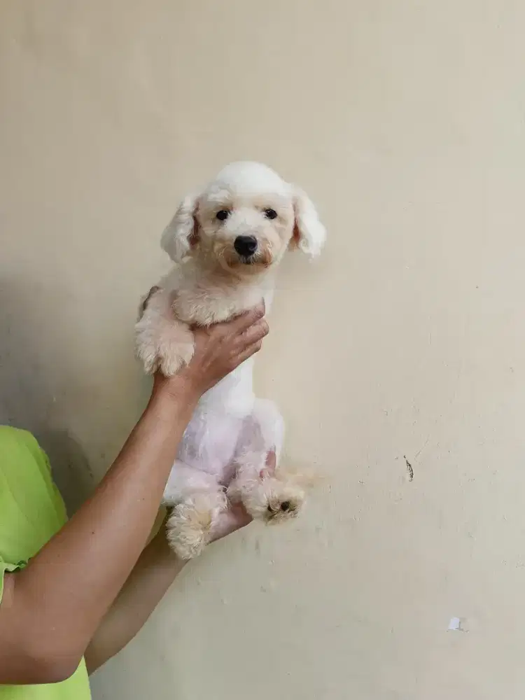 Bichon frise betina..stambum dan vaksin