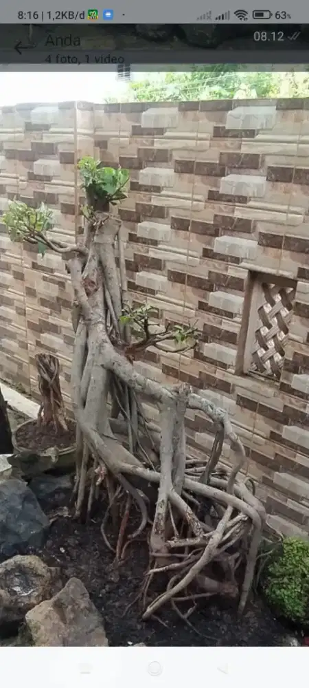 Bonsai element taman