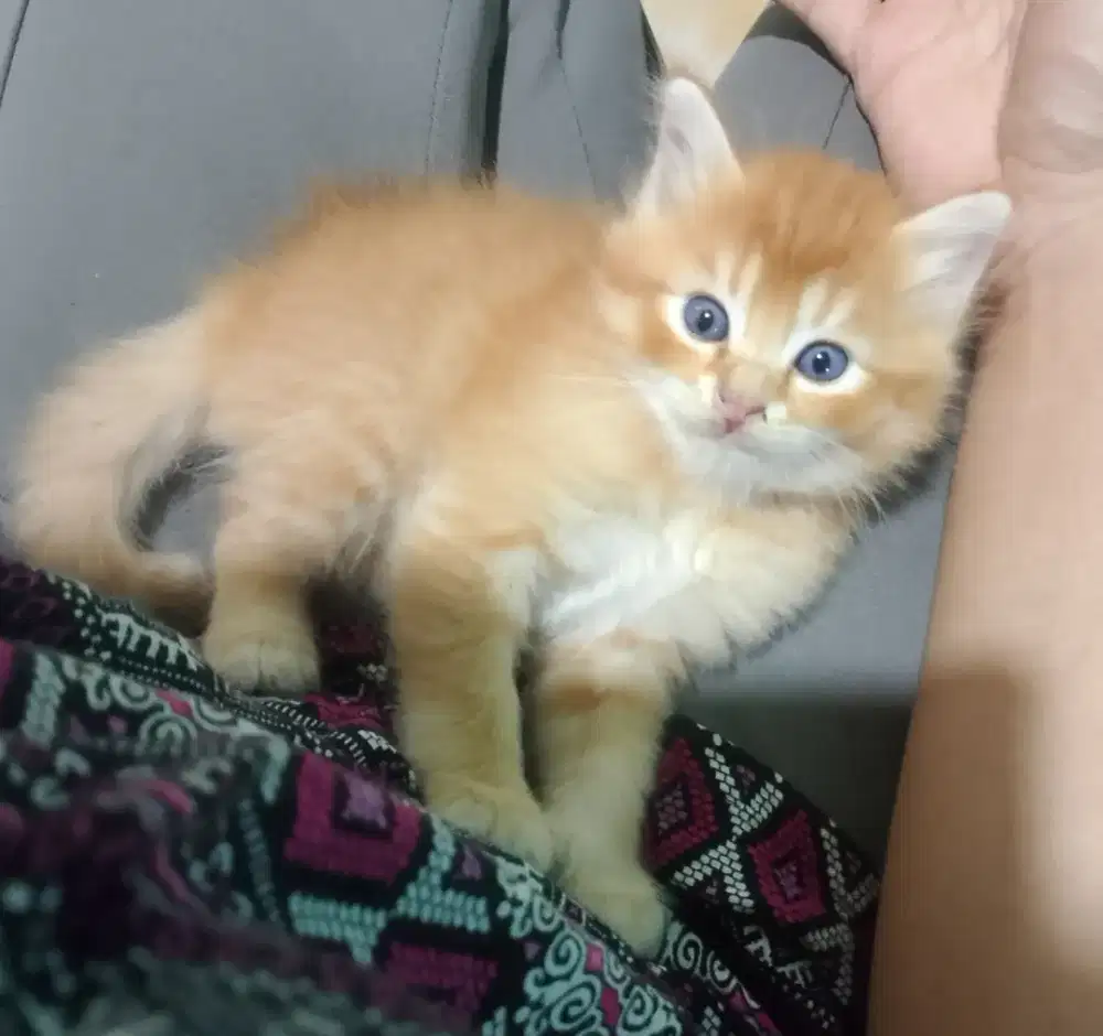 Kucing Persia medium