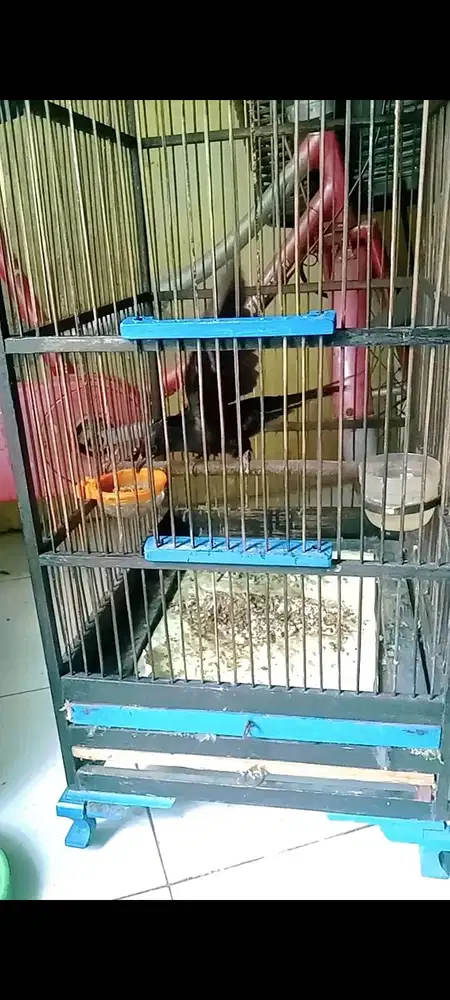 Kedasih hitam makan lahab sehat no cacat