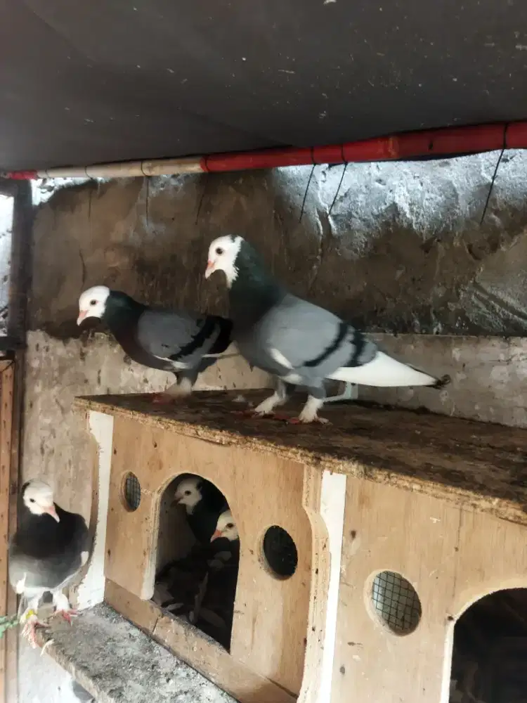 2 pasang Merpati plontang jembros edisi pensiun