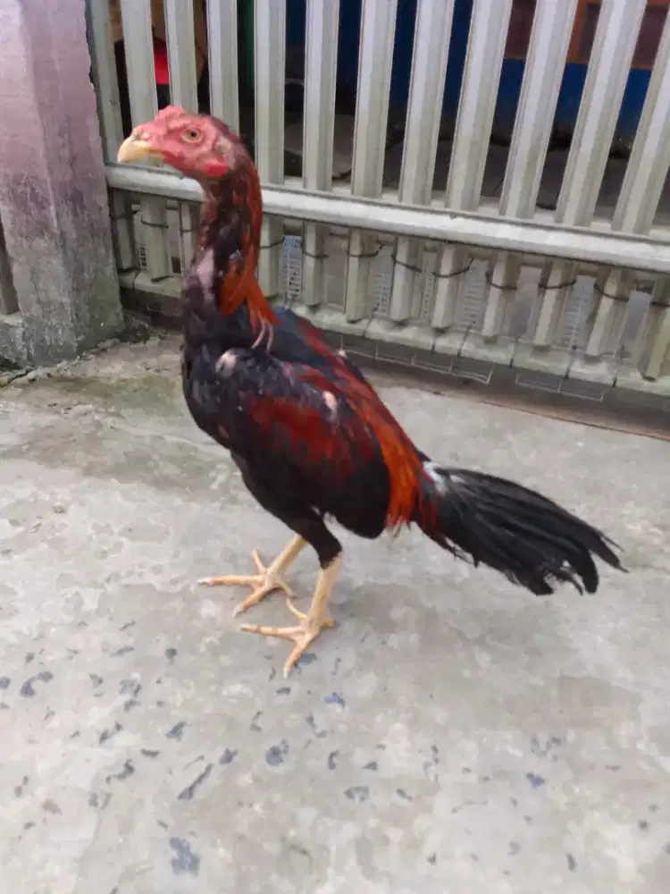 Ayam jenis birkok