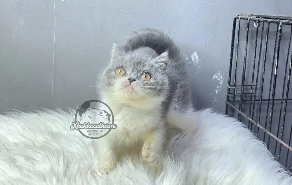 British shorthair munchkin non standart