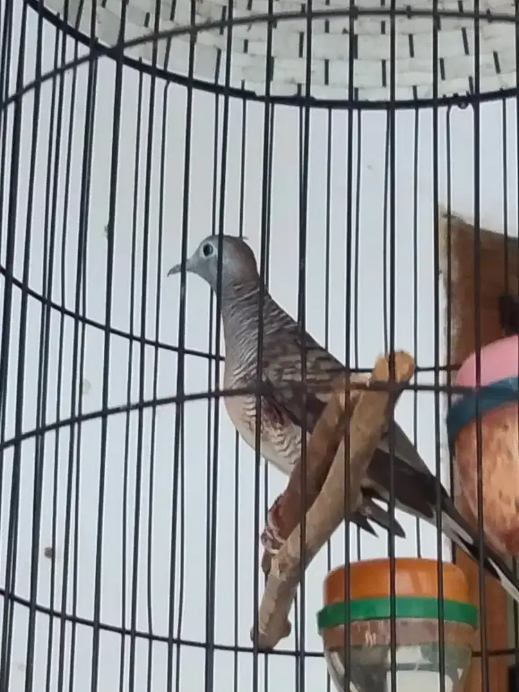 Satu Perkutut dua katuranggan