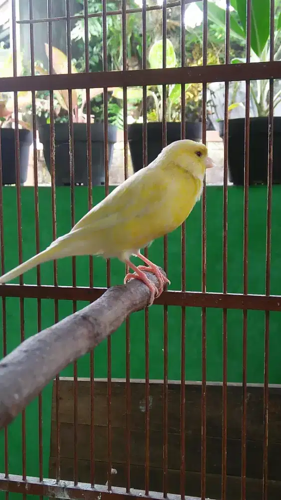 Kenari betina siapan