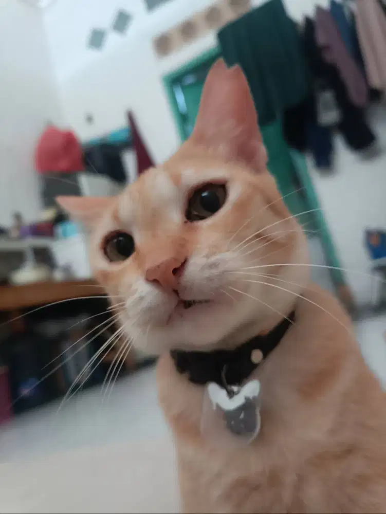 Mencari pekerjaan ( wanita)