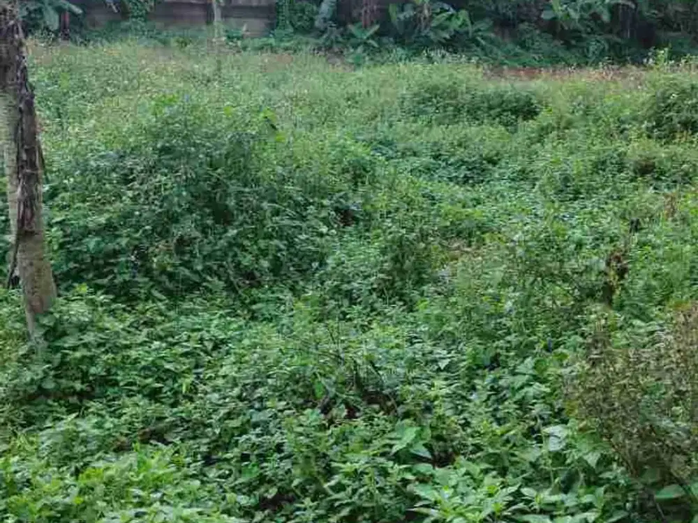 Dijual Tanah Legok Luas 1990 m2 di jalan raya utama 500 m pecah 2 sertifikat