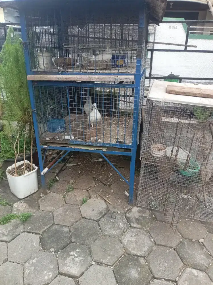 Sepasang Burung puter, merpati & kandang besi tebal kokoh 70x70x150