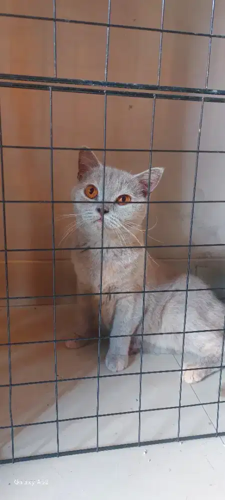 BSH BETINA LILAC TORTIE BRITISH SHORT HAIR