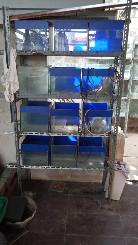 Aquarium ikan dan rak