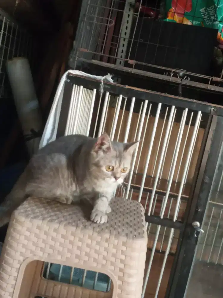 Di jual kucing BSH brown taby umur 6 bln