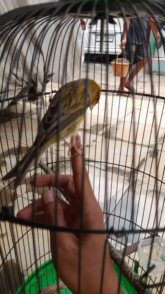 Kenari AF TT/BT/Mahar