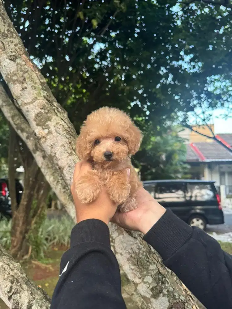 Puppy Poodle Females/Betina