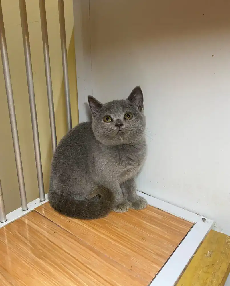 BRITISH SHORTHAIR/BSH BLUE