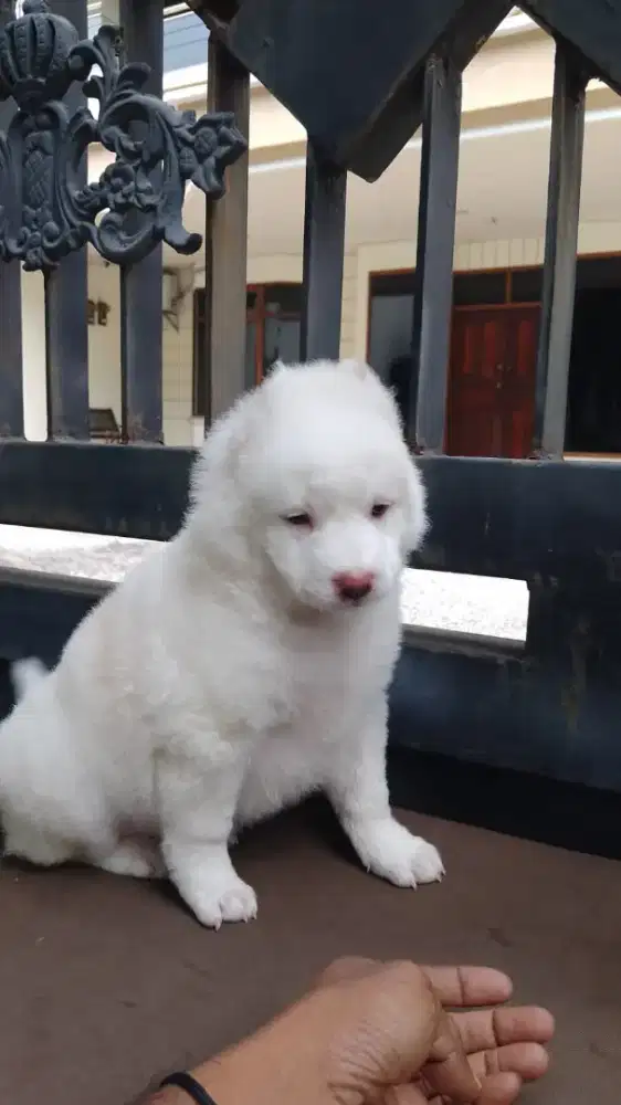 Ras besar golden mix Samoyed jantan cakep