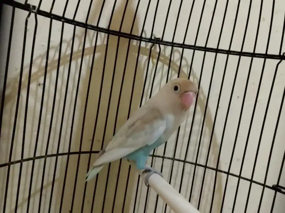 Love bird pastel biru