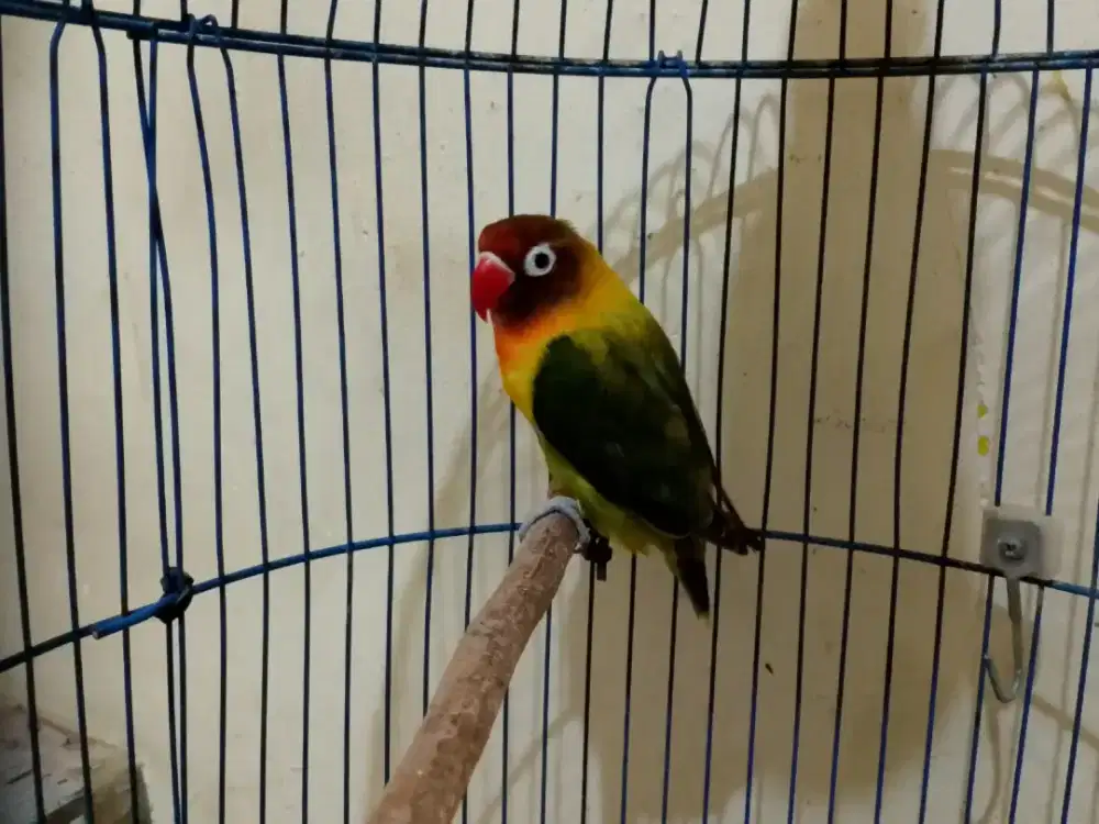 Love bird warna olive