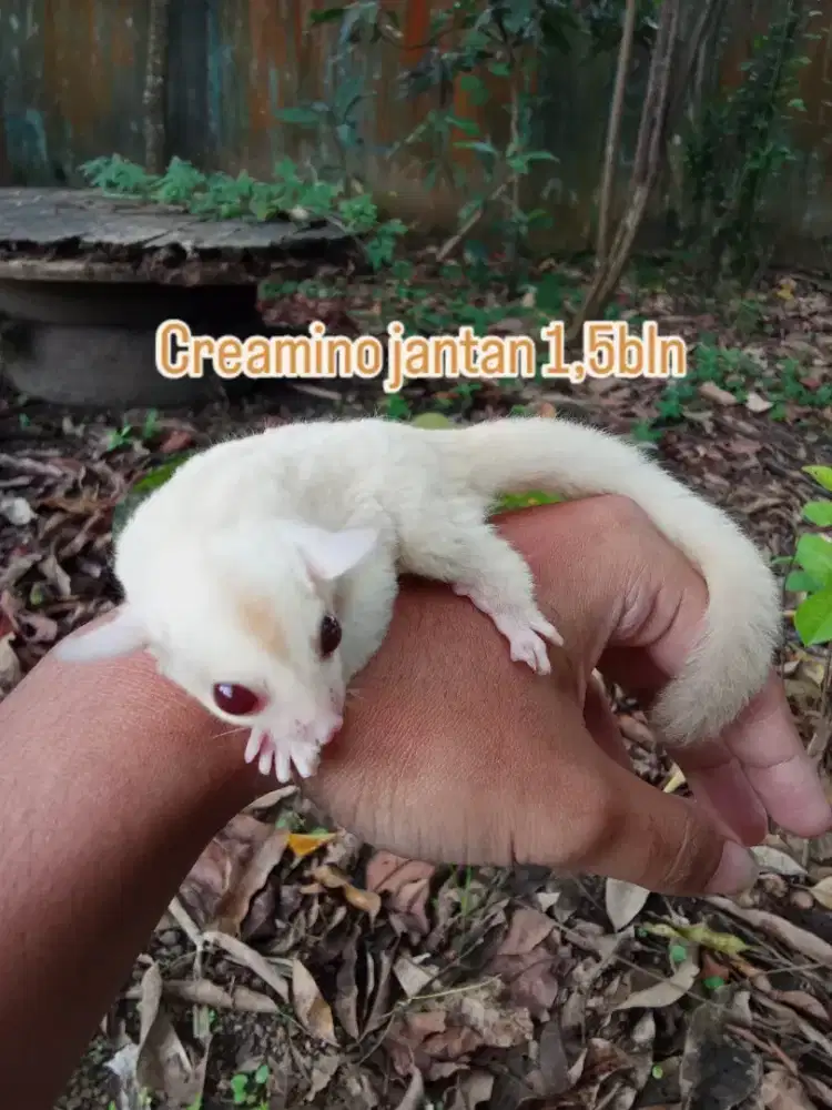 Sugar glider Joey berbagai jenis