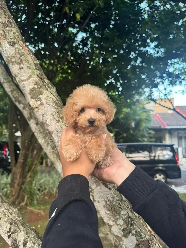 Puppy Poodle Females/Betina