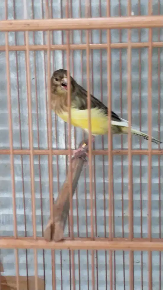 Burung kenari F1ys remaja