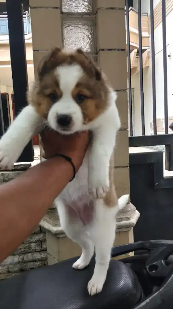 Ras besar Husky mix Samoyed betina cantik