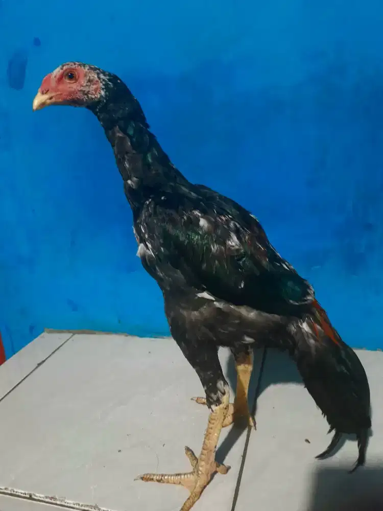 Ayam Bangkok X Pakhoy Muda