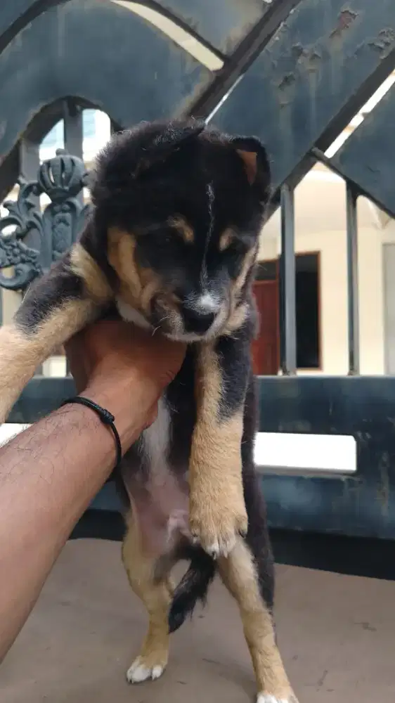 Ras besar Rottweiler mix Pitbull jantan cakep