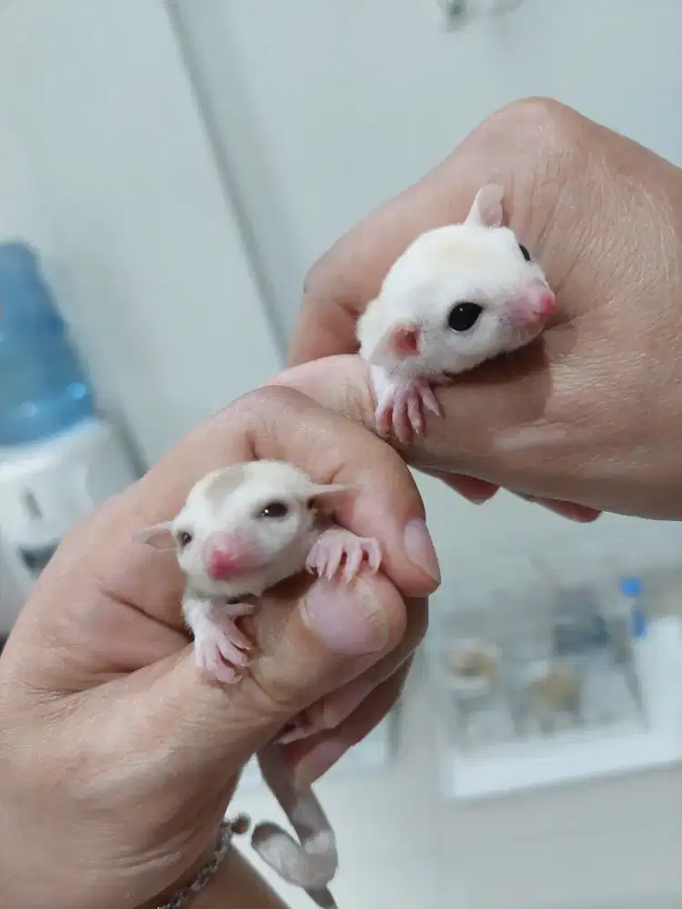 OBRAL! JOEY Sugar Glider Creamino Betina Jinak Murah Jkt