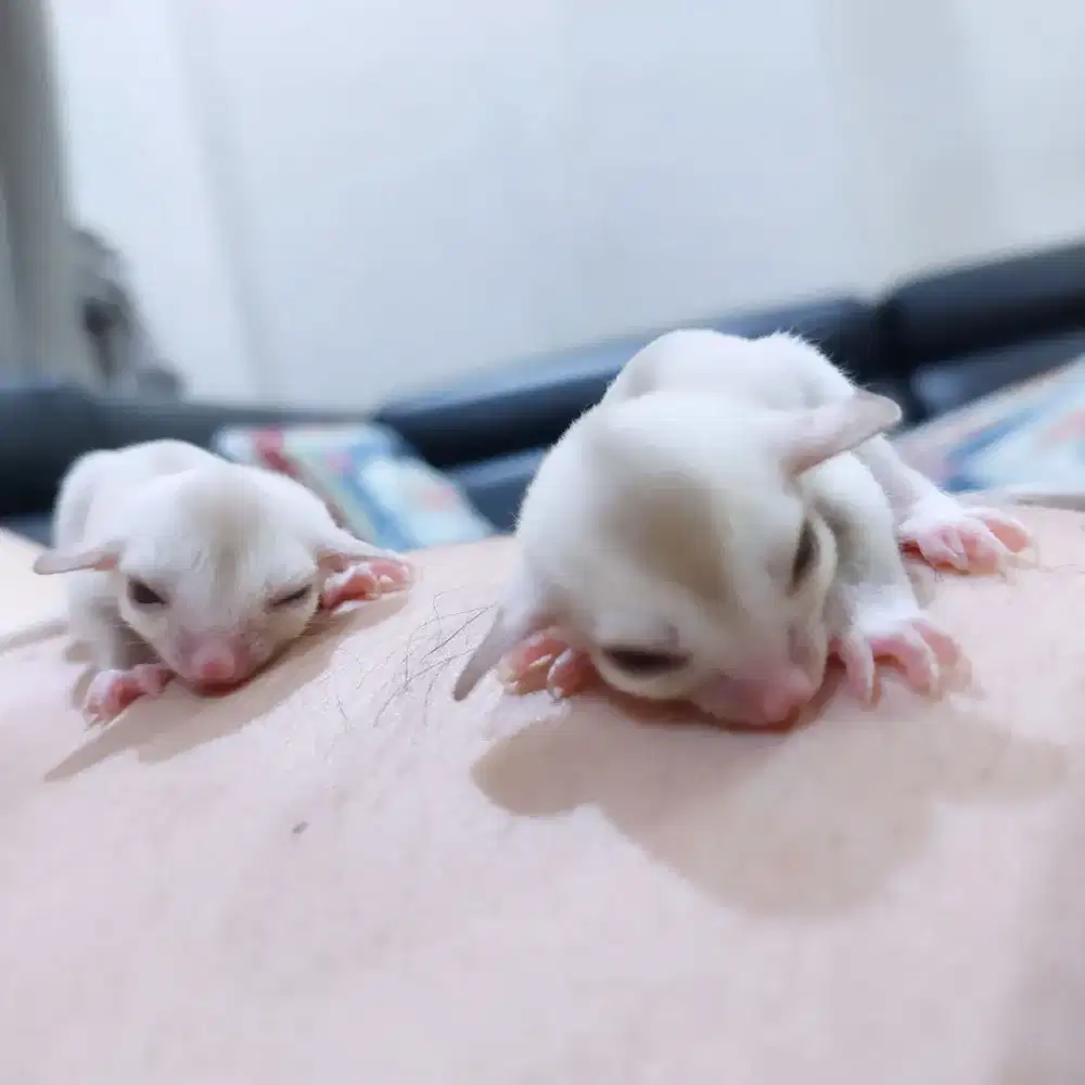 OBRAL! JOEY Sugar Glider Creamino Jantan Jinak Murah Jkt