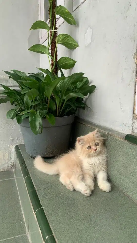 Anak kucing flatnose