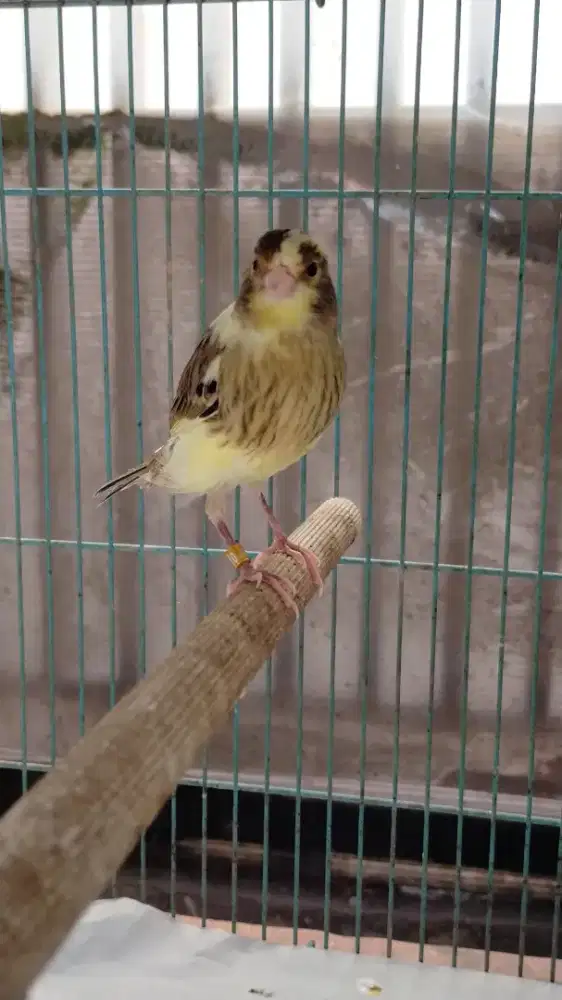 Burung kenari F1ys paud/anak