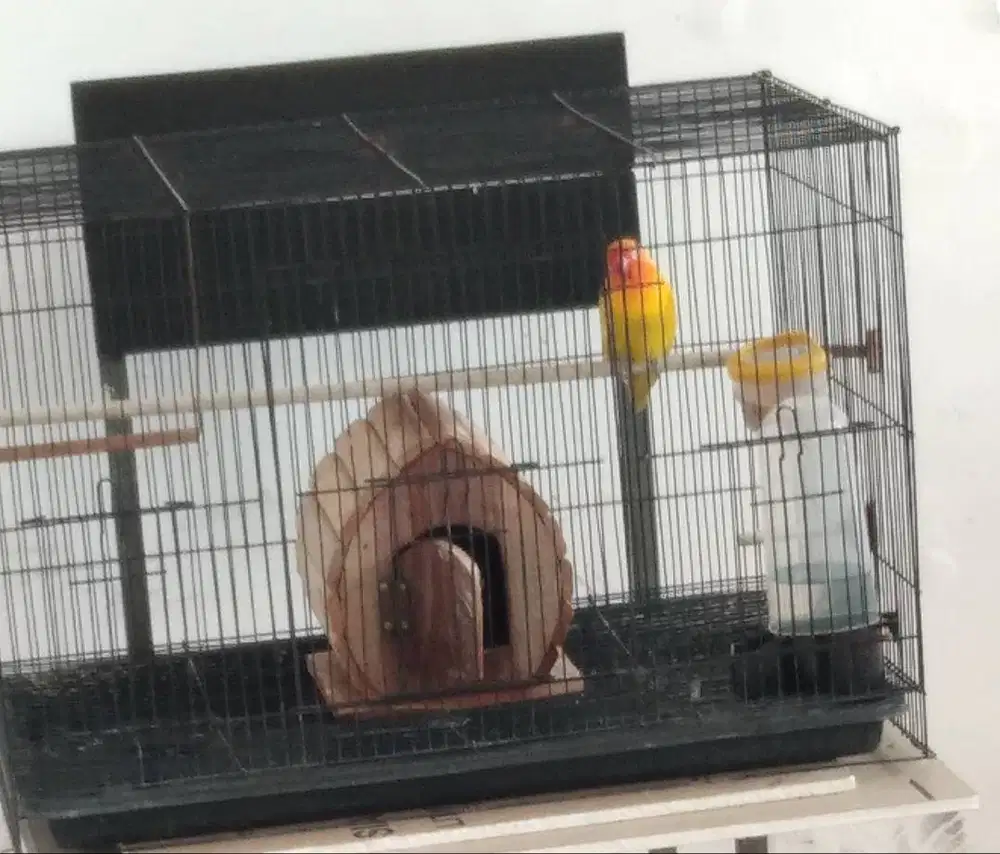 Dijual Burung Love Bird Lutino MH