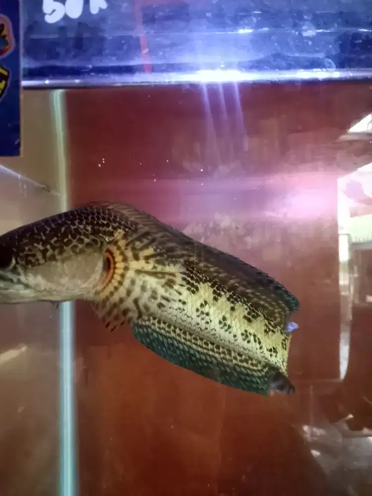 Channa Auranti 25cm up